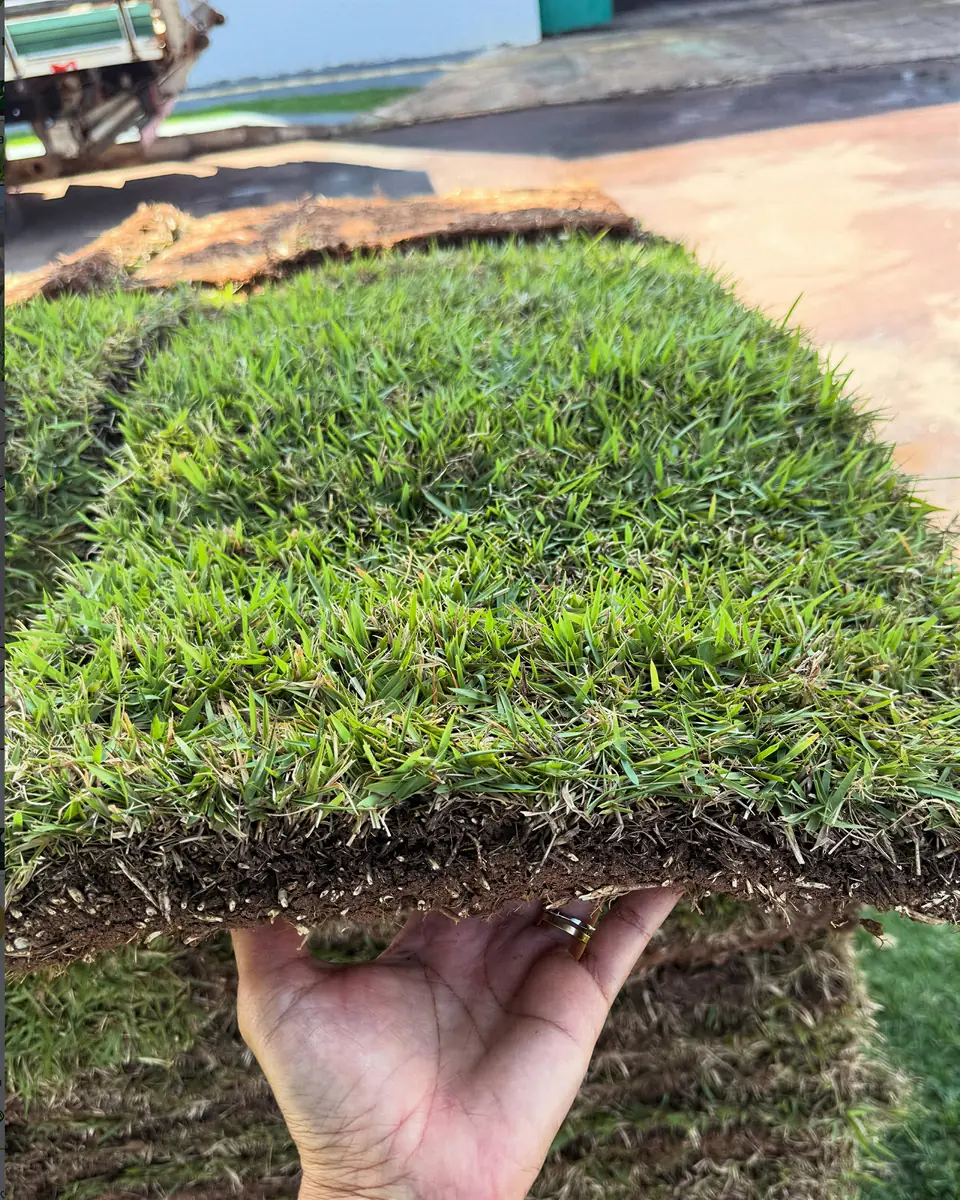Mão segurando uma placa de Grama Esmeralda recém-colhida: folhas densas em cima, terra e raízes embaixo